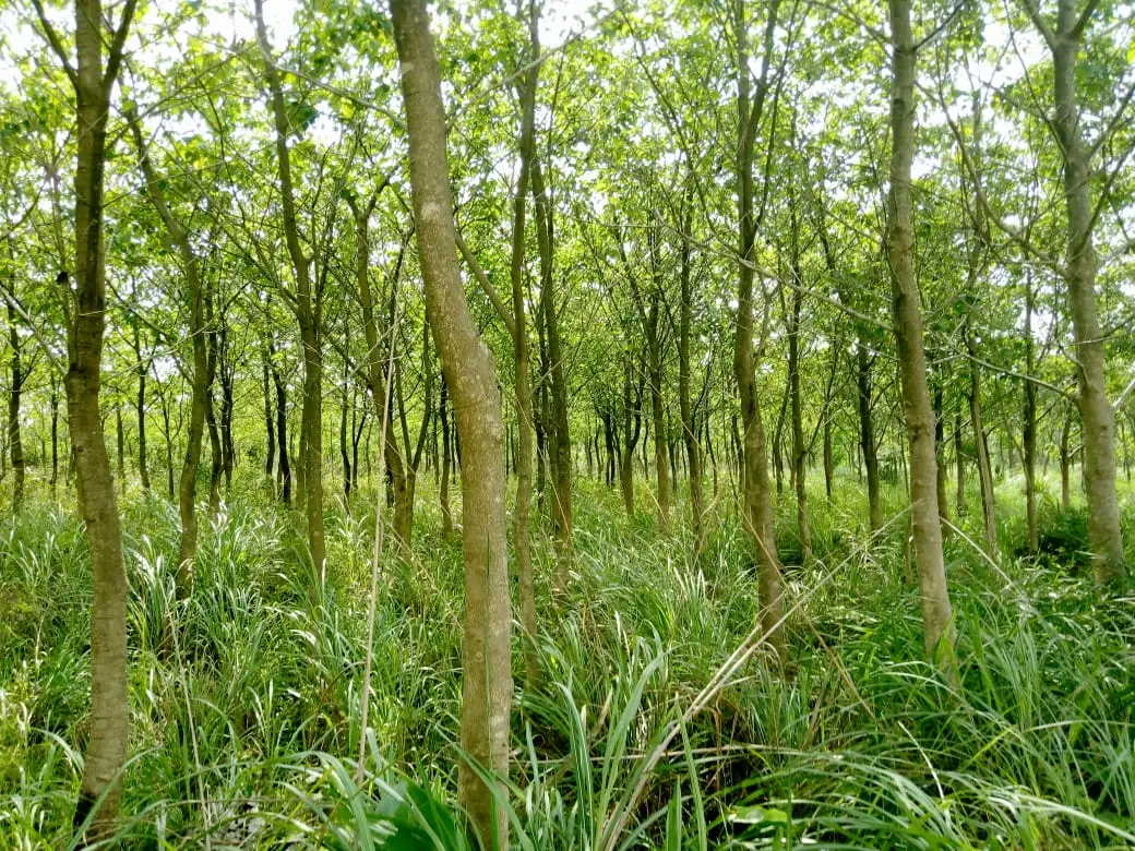 Paysage de Bena Luanga