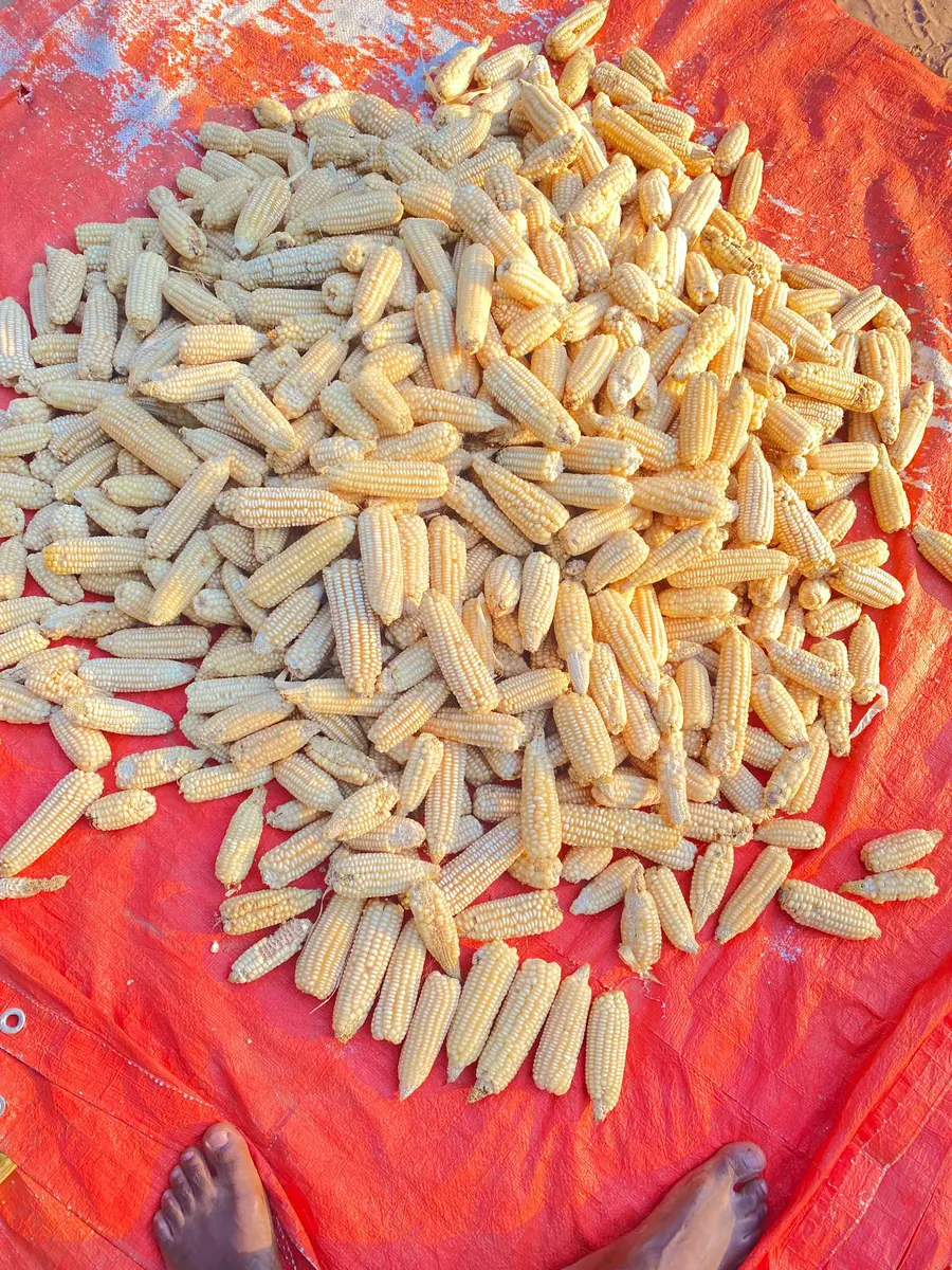 Production de semences améliorées